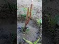 Hoje eu fui na Chacrinha agoa minhas plantinhas levei vcs comigo.