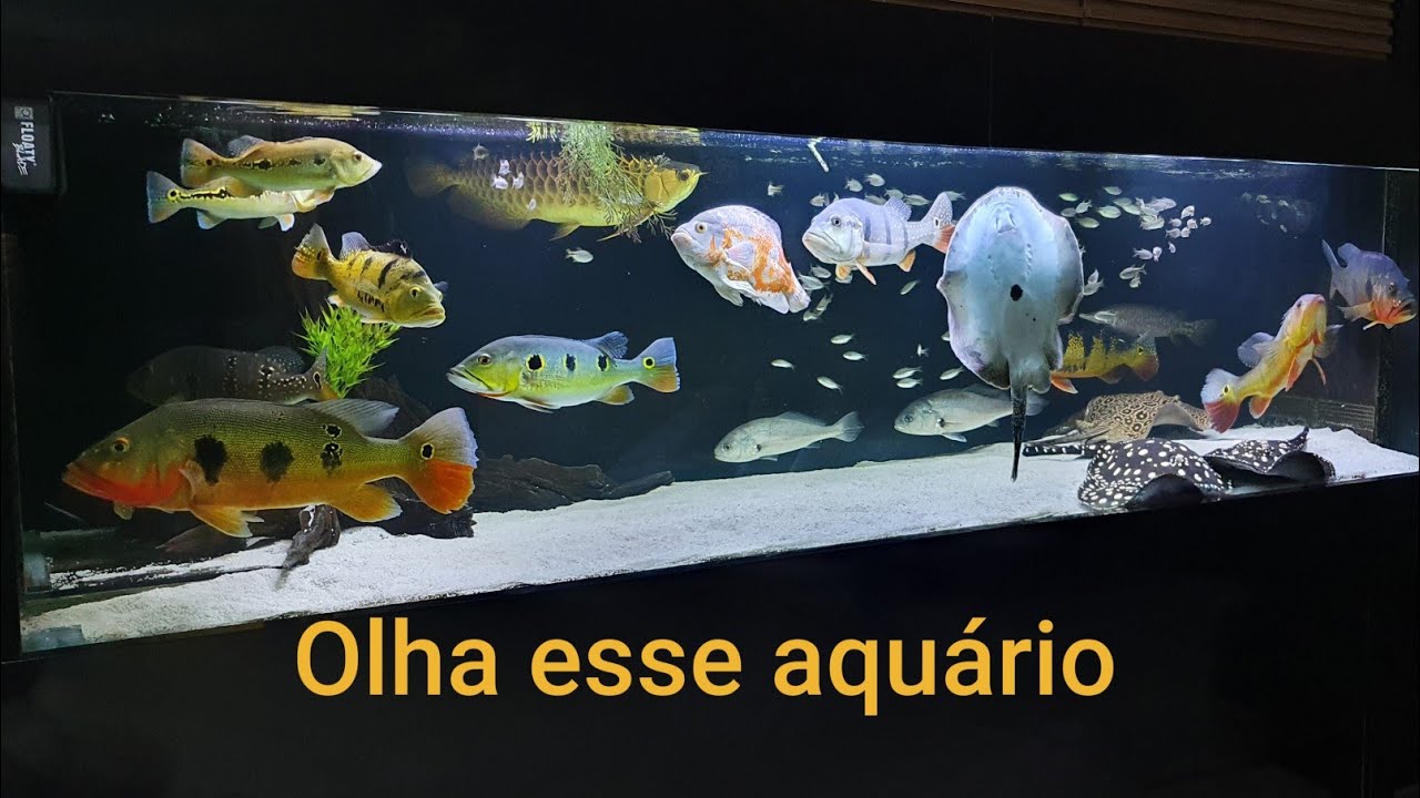 Aquário na sala