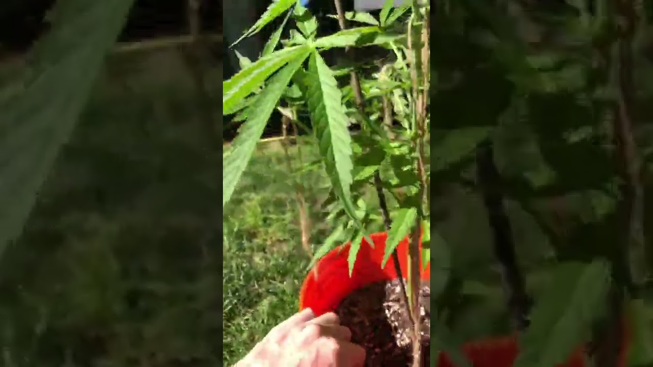 Low stress training on my gelato #33 