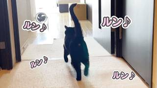 母との再会が嬉し過ぎて、自然とスキップしてしまう猫