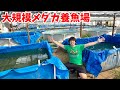 最先端のメダカを作出し続ける【メダカ屋サバンナ】の養魚場に潜入すると...信じられないメダカが出てきました!!!