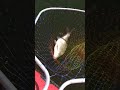ЛОВИМ ЛЕЩЕЙ НА БАНКУ С ЛОДКИ