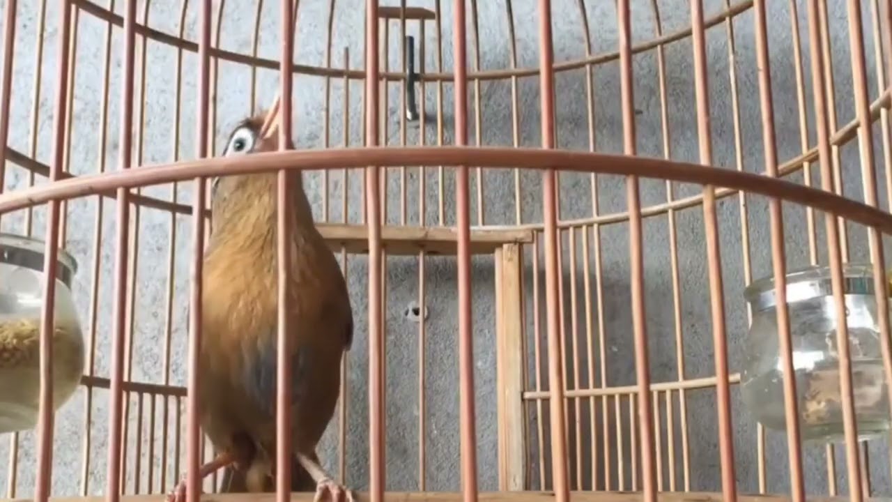 Hoạ Mi Hót Đấu /hoạ mi hót sáng luyện giọng kich bổi sổ giọng chim hót hay mỗi ngày/ 