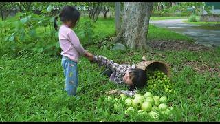 A Single Mother Silently Harvests Guavas – A Heartbreaking Story of Making a Living