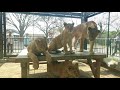 桐生が岡動物園ライオン の動画、YouTube動画。