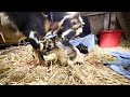 New Kids on the HOMESTEAD! - Fay Gives a Late Night Birth