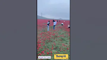 Маковое поле 🤩 Дагестан 2023