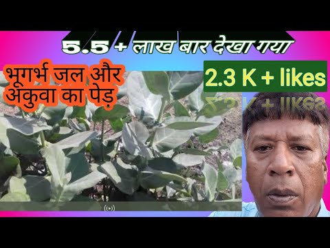 भूगर्भ जल और अकुआ का पेड़/detection of underground water bye existing vegetation vegetation