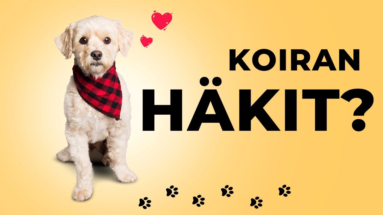 Toimiiko kuljetus- tai kotihäkki koiralle turvapaikkana?