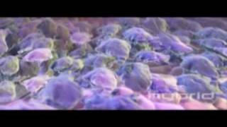Immune Documentary - Part 2 - Organs And Hematopoiesis