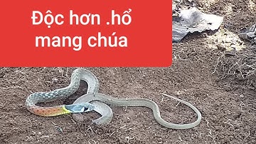 Một loài rắn độc hơn cả hổ mang chúa.Răn hổ lửa