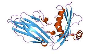 Epithelial sodium channel | Wikipedia audio article