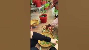 Trồng Ớt đi. vui nè!#nhatrangsadec #thuytrangsadec #trongrausanthuong