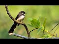 Other Birds at Kingfisher Pond, Pasir Ris Park | Stork-billed Kingfisher, Bulbul &amp; Fantail