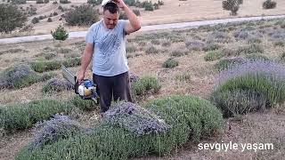 Lavanta Nasıl Biçilir? Yeni Mahsul Lavanta Hasatı. Lavanta Yağı Nasıl Çıkarılır?Part 1