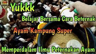 Cara ternak ayam kampung | ternak dilahan sempit tanpa bau#ternakayam#kangtoharae. 