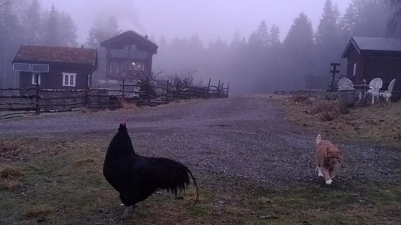 Christmas preparations at the homestead in Norway