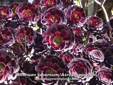 Atropurpureum