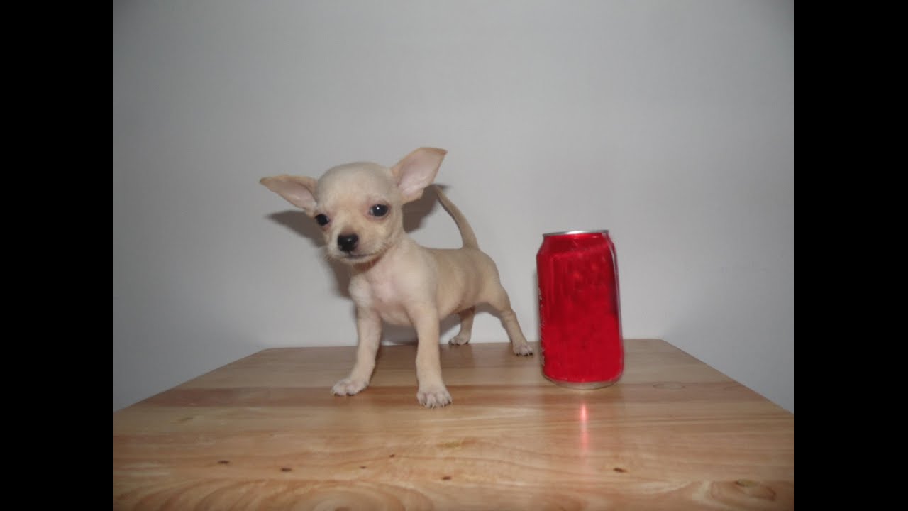 Cuanto Pesa Un Chihuahua De Bolsillo