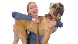 Adopt Beefy at NKLA