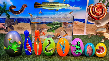 Tổng hợp video cá cảnh đẹp, động vật dễ thương, tôm, ếch xanh, cá trân châu, cá trê, bạch tuộc