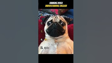 Ranking Dogs Understanding English  #funnyvideo #dog #shorts #ranking