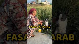 Saari Safal Ka Naas Krdiya 😠 #shorts #vlog #minivlog #crops