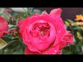 Роза Флорентина 🌹
Rosa Florentina🌹🍃