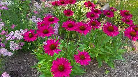 Small Cottage Garden Tour