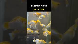 asal usul ikan molly lemon head head