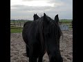 Fayas first day at our stable friesian horse she is so pretty