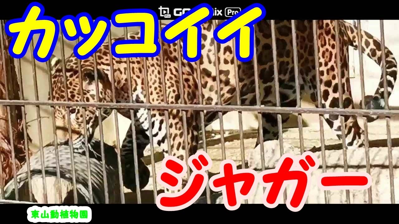 カッコイイ ジャガー ジャガー 東山動植物園 ヒョウ チーター ピューマ トラ ライオン ヒョウ属 オセロット ネコ科 Blue Earth Animals Zoo Youtube