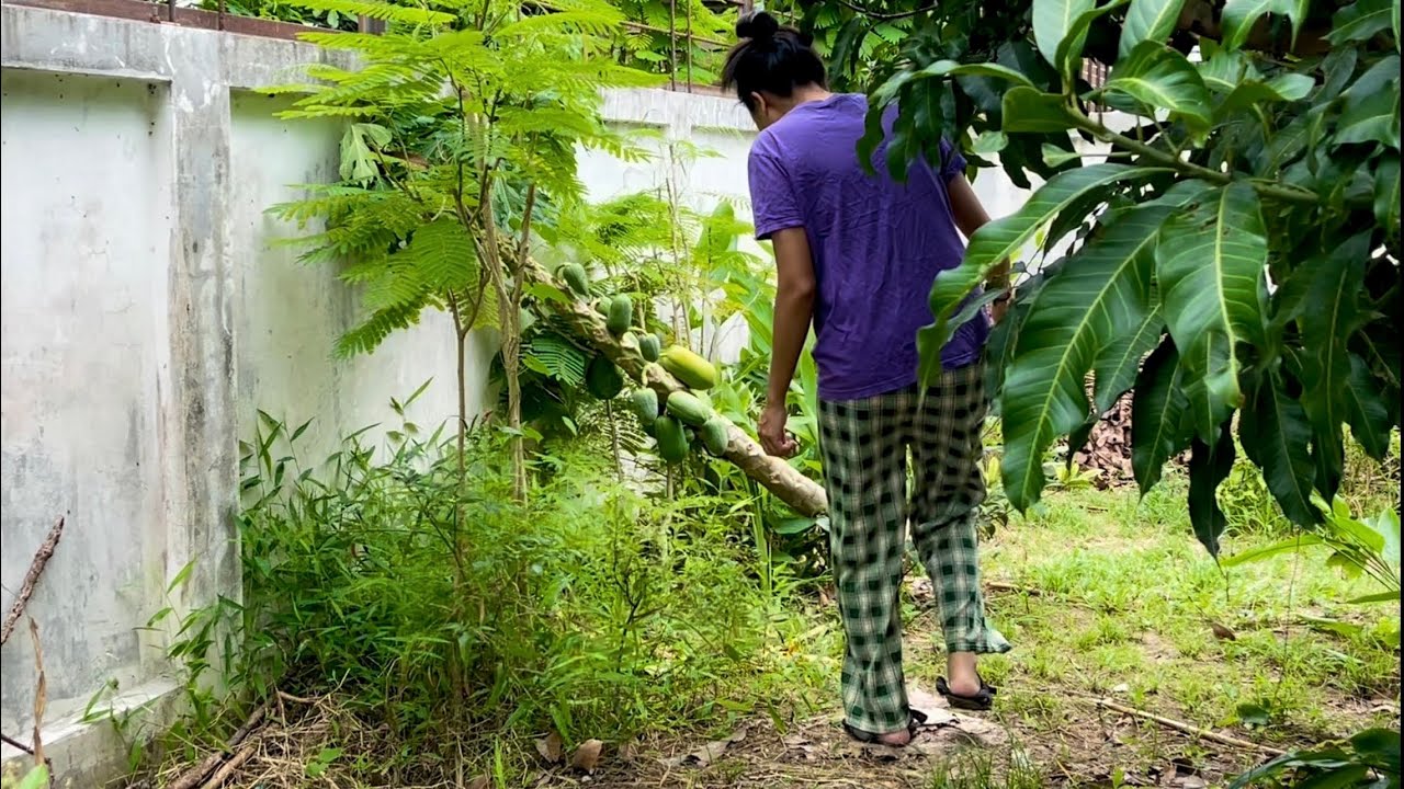 🌲🎋Ripe papaya, Red Curry Paste มะละกอสุกแล้ว รากเน่าต้นกำบังจะตาย