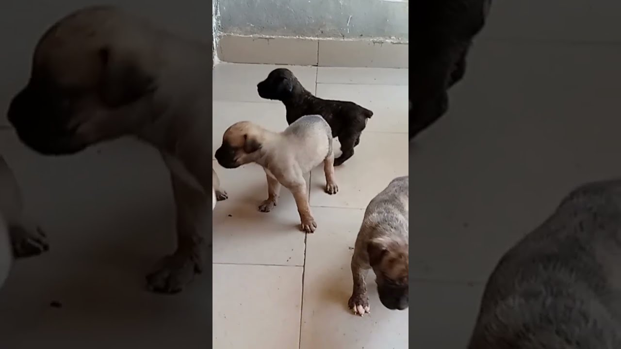 4 Weeks Is Like 4month Old See How Big They Look 