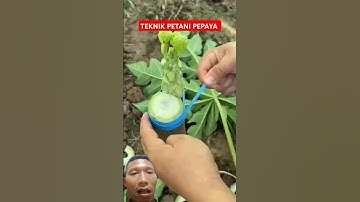SAMBUNG PUCUK PEPAYA CALIFORNIA #tunastaniindonesia #pepaya #shorts #agriculture #farmer