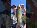 NH Smallmouth Bass #shorts #bassfishing #smallmouthbass #nedrig #youtubeshorts #shortvideo #fishing