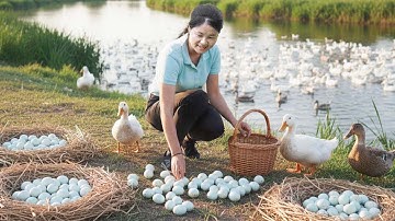 Harvesting Giant Duck Eggs To Sell At The Market - Cooking Ducks Egg with Tomato | Ly Tieu Kha