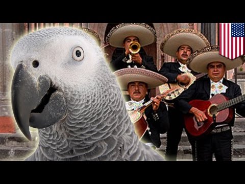 Amazing animals: Parrot speaks Spanish to British owner after having gone missing for 4 years Amazing animals: Parrot speaks Spanish to British owner after having gone missing for 4 years