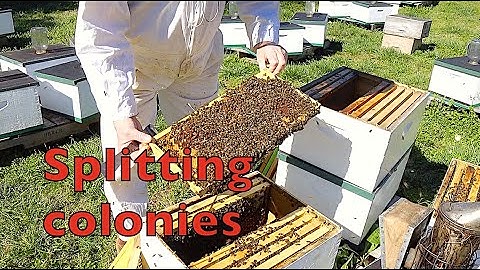 How We Split Colonies, 2022