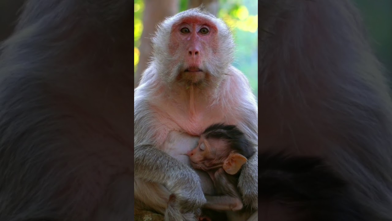 monkey breastfeed  her baby / baby sleeping on the lap of mamma /cute moment   