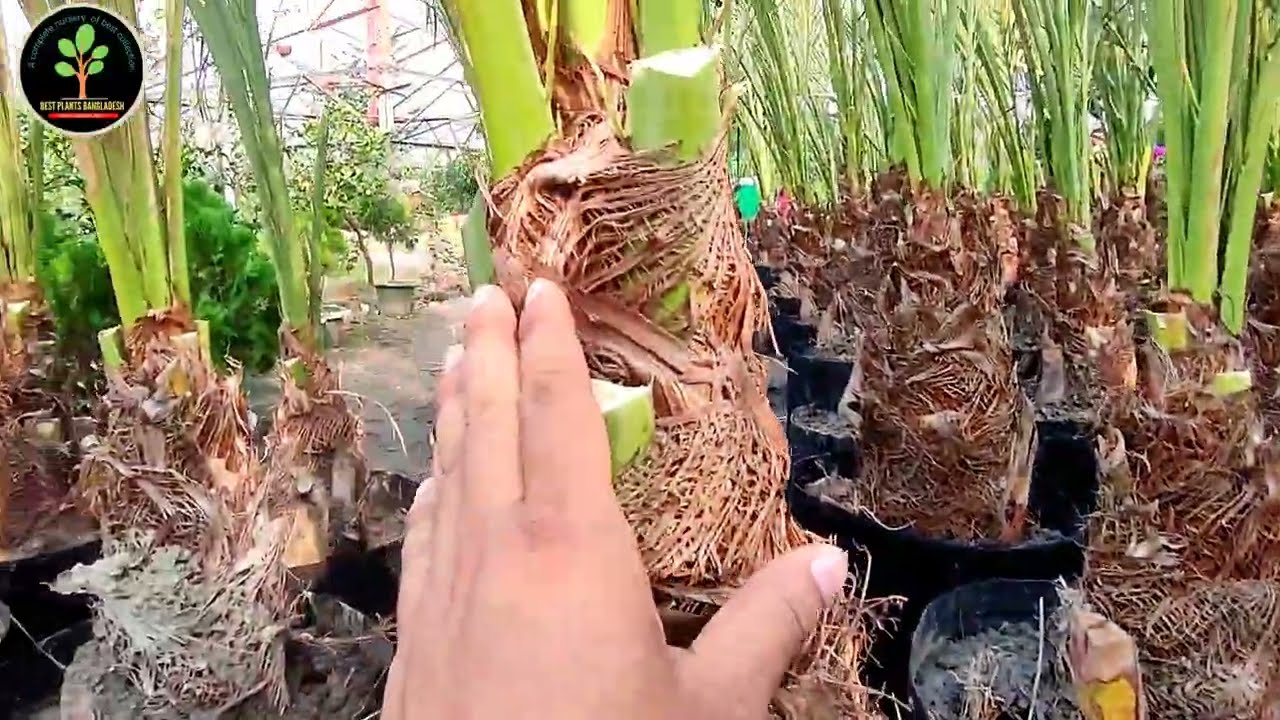 সৌদি আরবের খেজুর গাছ বাংলার মাটিতে🌴Imported Arabian Dates Plants ☎️+8801717807336🌴 বিক্রয় চলছে।
