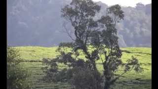 Download Lagu Cibulao, Between Tea and Javan Eagle MP3