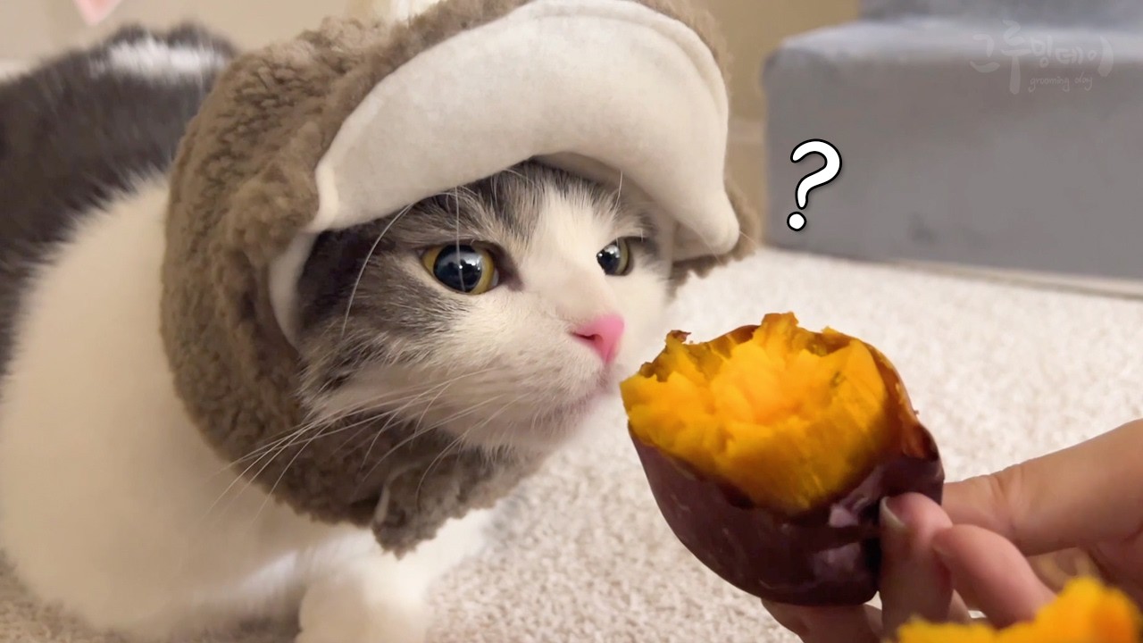 Кошки впервые увидели жареные каштаны и сладкий картофель.