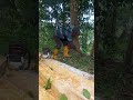 seorang pria mencoba menebang pohon aprika ‼️ #wood #bengkelkayu #chainsaw #automobile #woodworking