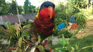 Nuri dora siulan cewek // nuri dora sulawesi