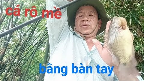 Tập 002 tiếp tục câu cá ở kênh giữa huyện tháp Mười đồng tháp cá rô mề chà bá