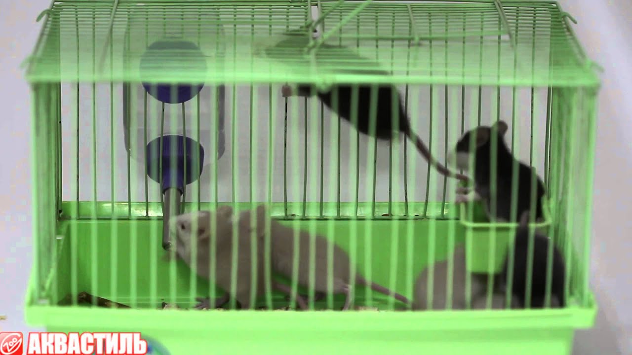 Крыса декоративная домашняя. Домашние питомцы. Грызуны и Кролики. - YouTube