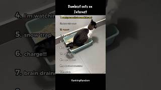 #funny #mhacommunity #cat #adorably #adorable #animals #shorts #fyp #explore #adoreble #cute #viral