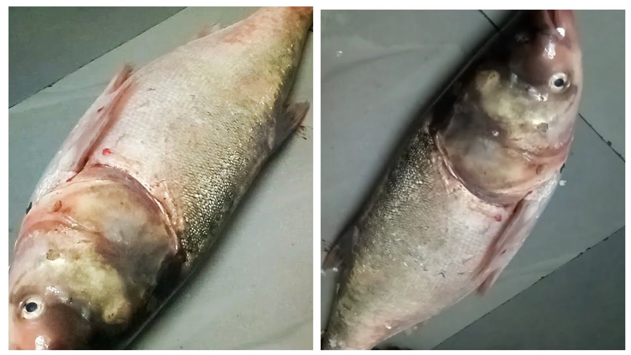 How To Clean Big Rohu Fish // Rohu Fish Cleaning At Home