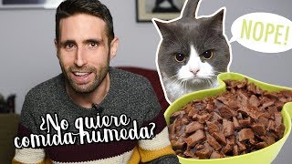 ¿Qué hago si mi gato ya no quiere comida húmeda?